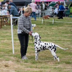 Wendy at the Derbyshire County show 2019