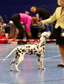 Wendy wins 1st in the Graduate Bitch class at the DBC Champ show 2021