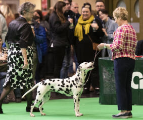 Fiona at Crufts 2019