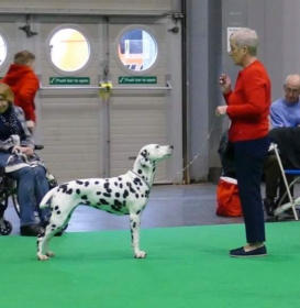 Ch. Luccombe Strawberry Dream JW at Crufts 2020